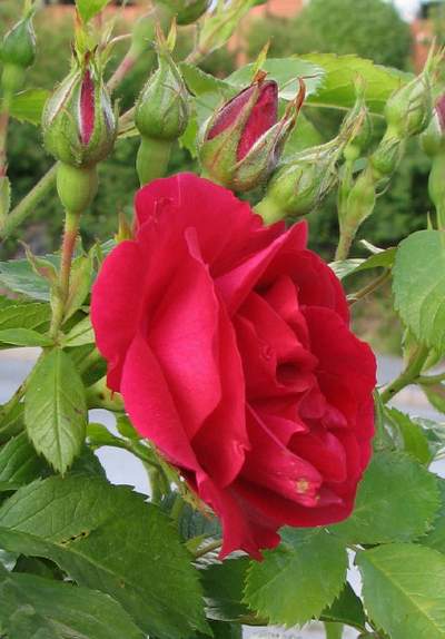 Róża pnąca ciemnoczerwona Flammentanz Climbing rose dark red Flamentanz