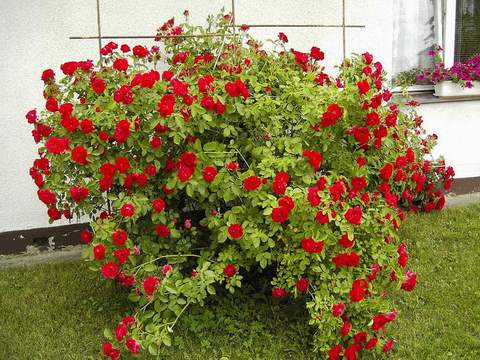 Róża pnąca Sympatia Climbing rose red Sympatia
