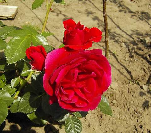 Róża pnąca Sympatia Climbing rose red Sympatia
