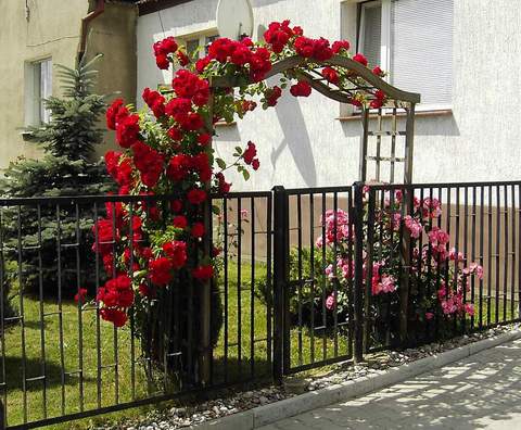 Róża pnąca Sympatia Climbing rose red Sympatia