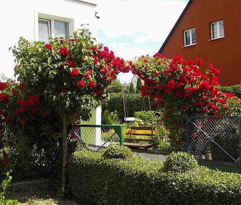 Róża pnąca Sympatia Climbing rose red Sympatia