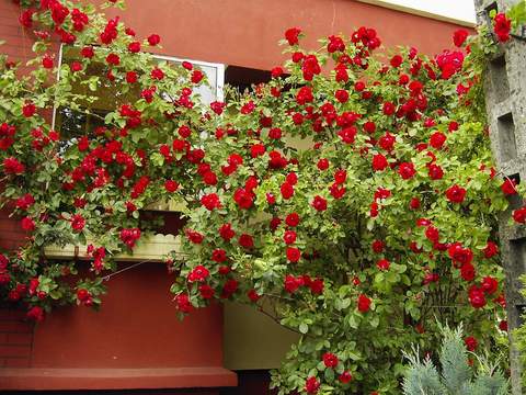 Róża pnąca Sympatia Climbing rose red Sympatia