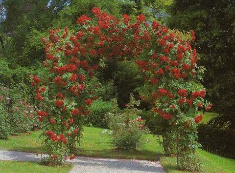 Róża pnąca Sympatia Climbing rose red Sympatia