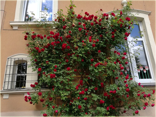 Róża pnąca Sympatia Climbing rose red Sympatia