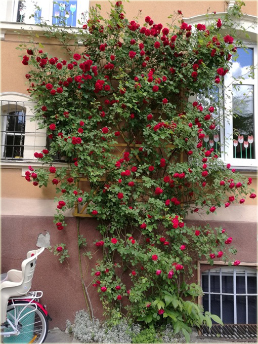 Róża pnąca Sympatia Climbing rose red Sympatia