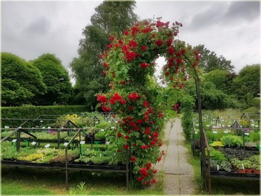 Róża pnąca Sympatia Climbing rose red Sympatia