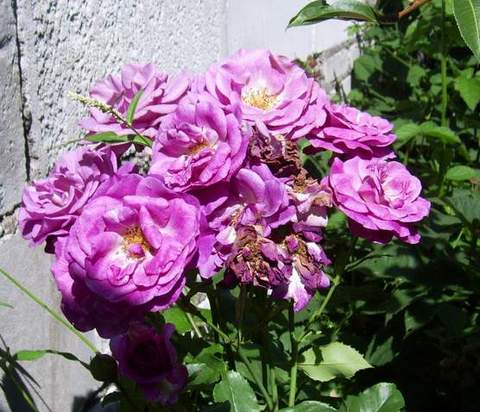 Róża pnąca fioletowa Violetto Brilanti, purple rose Violetto Brilanti