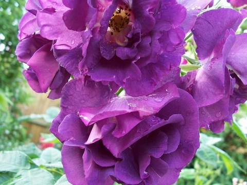 Róża pnąca fioletowa Violetto Brilanti, purple rose Violetto Brilanti