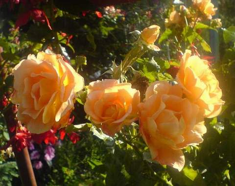 Róża pnąca herbaciana Westerland Climber rose Westerland