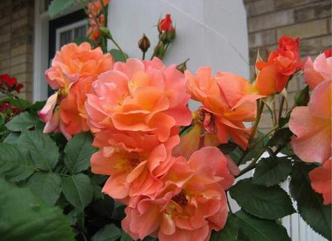 Róża pnąca herbaciana Westerland Climber rose Westerland