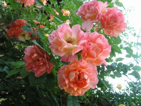 Róża pnąca herbaciana Westerland Climber rose Westerland