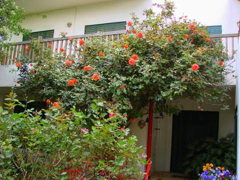 Róża pnąca herbaciana Westerland Climber rose Westerland