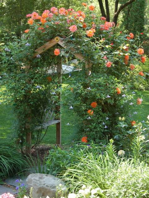 Róża pnąca herbaciana Westerland Climber rose Westerland