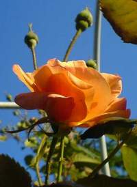 Róża pnąca herbaciana Westerland Climber rose Westerland