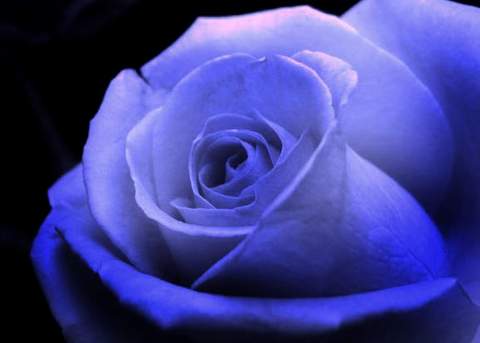 Róża pnąca niebieska Indigolette Climbing rose blue Indigolette