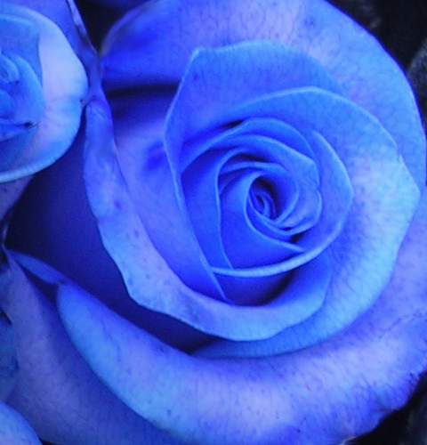 Róża pnąca niebieska Indigolette Climbing rose blue Indigolette