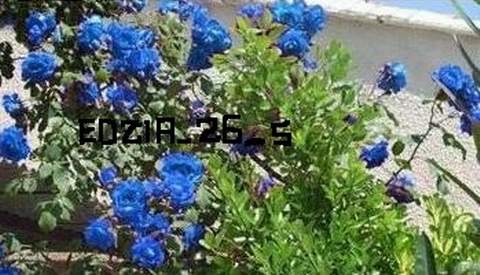 Róża pnąca niebieska Indigolette Climbing rose blue Indigolette