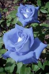 Róża pnąca niebieska Indigolette Climbing rose blue Indigolette