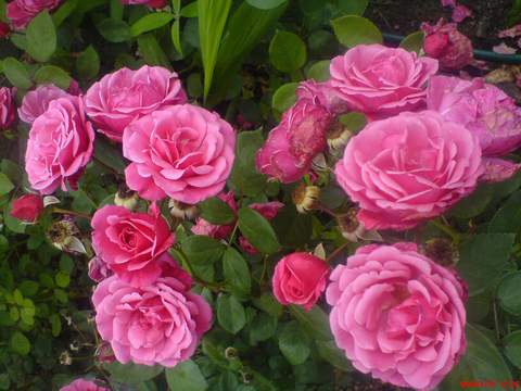 Róża pnąca różowa Etiuda, Climbing rose pink Etiuda