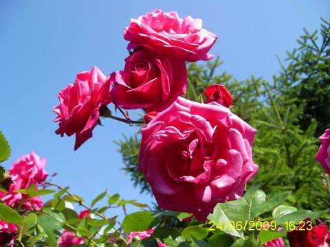 Róża pnąca różowa Etiuda, Climbing rose pink Etiuda