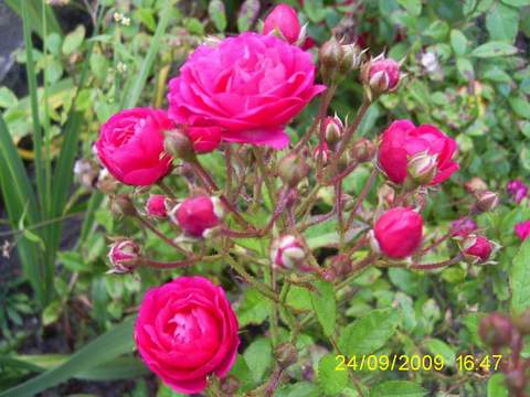 Róża pnąca różowa Etiuda, Climbing rose pink Etiuda