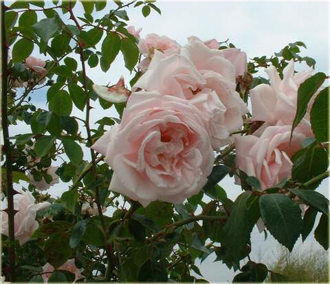 Róża pnąca różowa New Dawn Climbing rose pink New Dawn