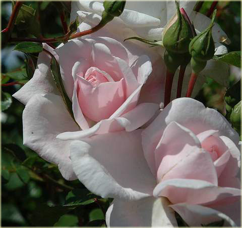Róża pnąca różowa New Dawn Climbing rose pink New Dawn