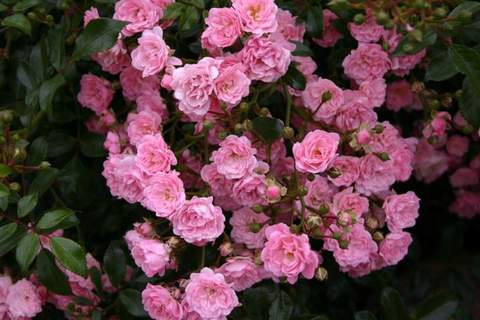 Róża pnąca różowa Parade Climbing rose pink Parade