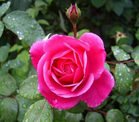 Róża pnąca różowa Parade Climbing rose pink Parade