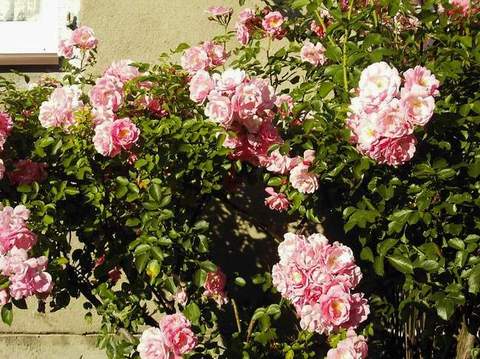 Róża pnąca różowa Parade Climbing rose pink Parade