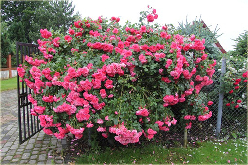 Róża pnąca różowa Parade Climbing rose pink Parade