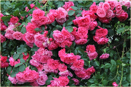 Róża pnąca różowa Parade Climbing rose pink Parade