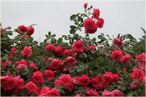 Róża pnąca różowa Parade Climbing rose pink Parade
