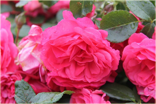 Róża pnąca różowa Parade Climbing rose pink Parade