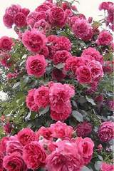 Róża pnąca różowa Parade Climbing rose pink Parade