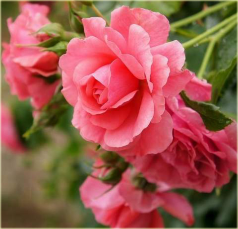 Róża pnąca różowa Rosarium Uetersen Climbing rose pink Rosarium Uetersen