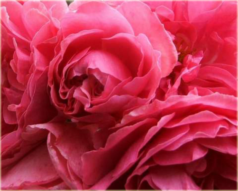Róża pnąca różowa Rosarium Uetersen Climbing rose pink Rosarium Uetersen