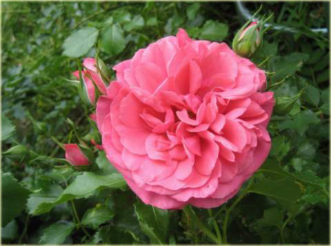 Róża pnąca różowa Rosarium Uetersen Climbing rose pink Rosarium Uetersen