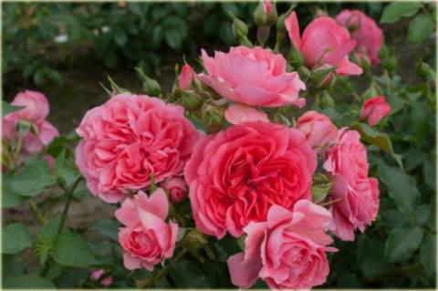 Róża pnąca różowa Rosarium Uetersen Climbing rose pink Rosarium Uetersen