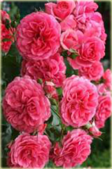 Róża pnąca różowa Rosarium Uetersen Climbing rose pink Rosarium Uetersen