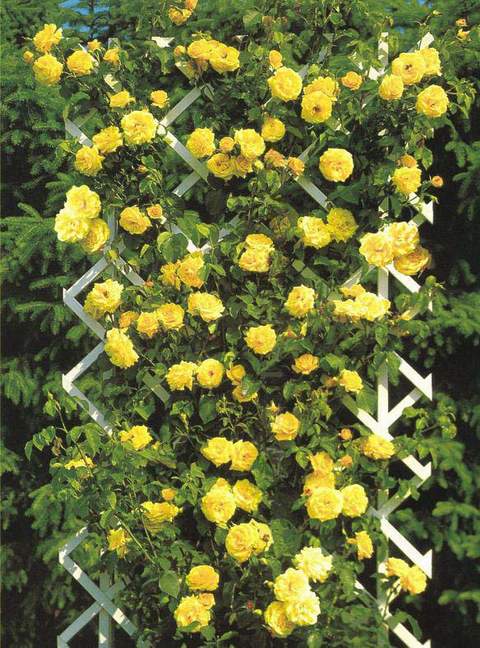 Róża pnąca żółta Goldenstern Climbing rose yellow Goldenstern