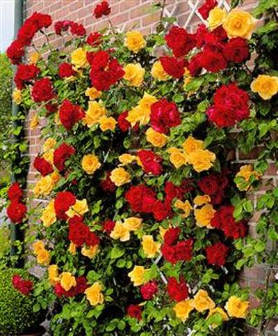 Róża pnąca żółta Goldenstern Climbing rose yellow Goldenstern