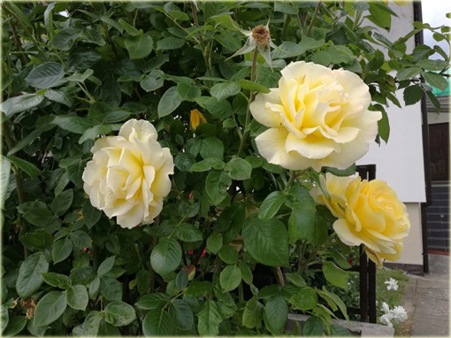 Róża pnąca żółta Goldenstern Climbing rose yellow Goldenstern