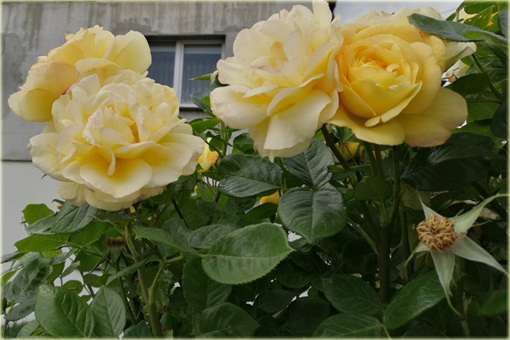 Róża pnąca żółta Goldenstern Climbing rose yellow Goldenstern