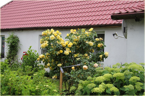 Róża pnąca żółta Goldenstern Climbing rose yellow Goldenstern