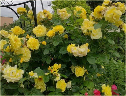Róża pnąca żółta Goldenstern Climbing rose yellow Goldenstern