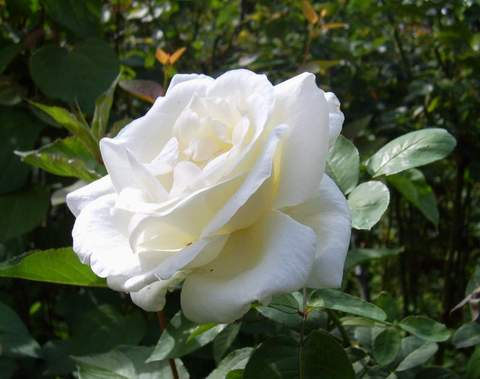 Róża wielkokwiatowa biała Pascali Large flowered white rose Pascali