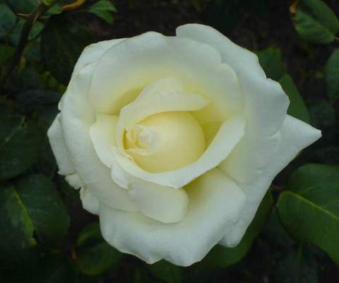 Róża wielkokwiatowa biała Pascali Large flowered white rose Pascali