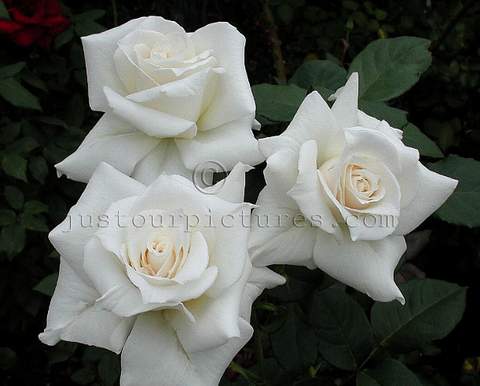 Róża wielkokwiatowa biała Pascali Large flowered white rose Pascali