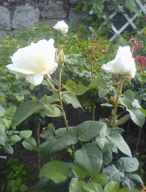 Róża wielkokwiatowa biała Pascali Large flowered white rose Pascali